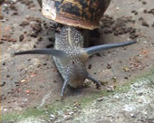 Snail video